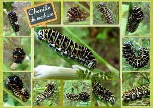 chenille_machaon.jpg