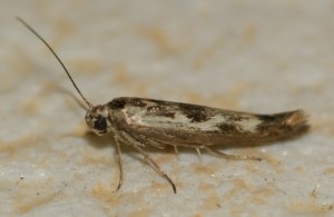 1372 Scythris limbella 2010.08.09 (5p).JPG