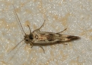 1372 Scythris limbella 2010.08.09 (6p).JPG