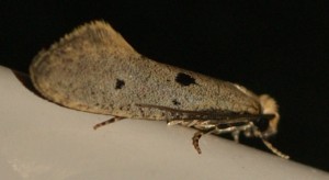 406 Tineidae Tinea trinotella 2010.05.24 (5p).jpg