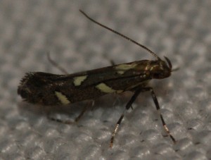 464 gracillariidae Calybites phasianipennella 2010.07.08 (10p).JPG