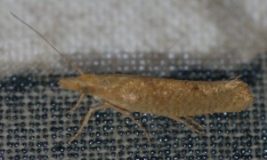 Ypsolopha alpella... 2010.09.02 (1).JPG