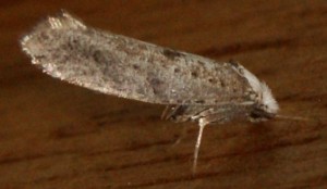 0618 Yponomeutidae Ypsolopha vittella 2010.07.01 (7p).JPG
