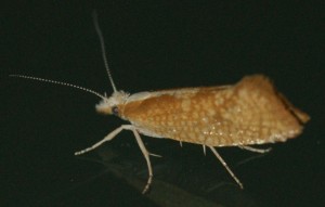 0608 Ypsolophidae Ypsolopha lucella 2010.08.09 (1p).JPG
