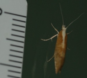 608 Ypsolopha lucella 2010.08.09 (2r).JPG