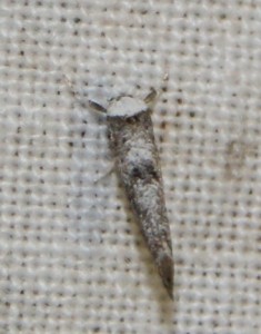 Ypo. Paraswammerdamia albicapitella... 2010.07.01 (3p).JPG