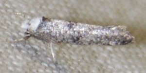 Ypo. Paraswammerdamia albicapitella... 2010.07.01 (2p).JPG