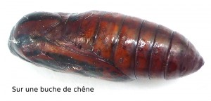 chrysalide.JPG