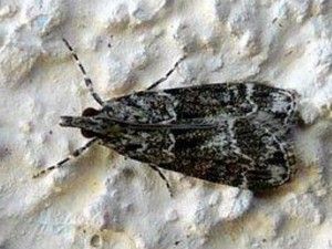 Copie de Liste 2966 A determiner Ygnard Jean Champigny 89 12072010.jpg