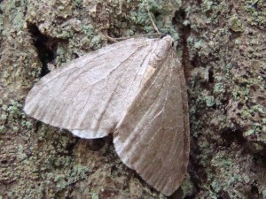 Operophtera brumata (Phalempin).JPG