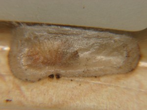 Carpocapse des glands.JPG