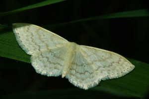 P1040155 a.jpg