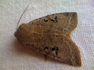 Conistra rubiginosa L=20mm  Hopital 161110.jpg