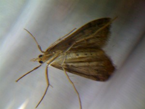 L=15mm Hopital 161110 1.jpg