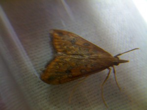 L=15mm Hopital 161110 2.jpg