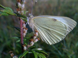 Pieris brassicae F 010910 1.jpg