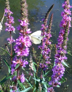 Pieris rapae 180710.jpg