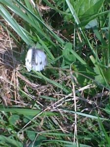 Pieris xx 080710.jpg