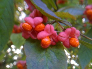 euonymus europaea 311010.jpg