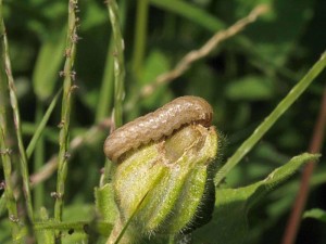 Liste 3015 A déterminer sur fruit de lychnis alba Fonseca Bernard Bourget du Lac 73 31092009.jpg