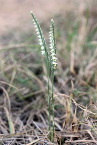 Spiranthes spiralis-1108.jpg