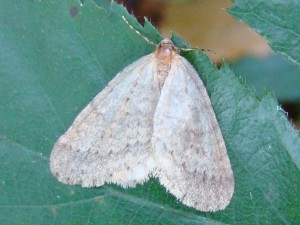 Epirrita christyi (Phalempin).JPG