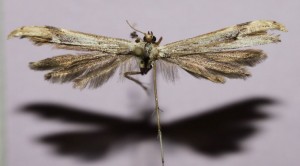 Oidae [1024x768].jpg