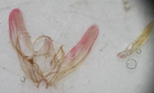 oidae1 [1024x768].jpg