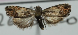 Ancylis.jpg