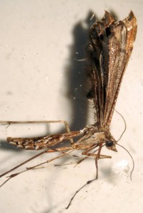 Liste 3070 A déterminer Amblyptilia pica ou acanthadactyla Malaval Jean-Claude Grabels 34 31082010.jpg