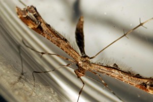 Liste 3071 A déterminer 2 Amblyptilia pica ou acanthadactyla Malaval Jean-Claude Grabels 34 31082010.jpg