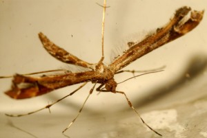 Liste 3072 A déterminer 3 Amblyptilia pica ou acanthadactyla Malaval Jean-Claude Grabels 34 31082010.jpg
