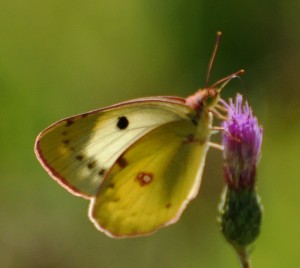 168 - Colias crocea - Le Souci (7).JPG