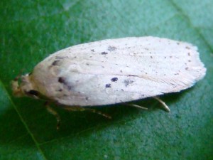 Agonopterix scopariella.JPG