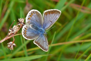 Polyommatus icarus.jpg