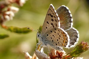 P1030713 ..jpg (83.99 Kio) Consulté 1792 fois P1030713 ..jpg