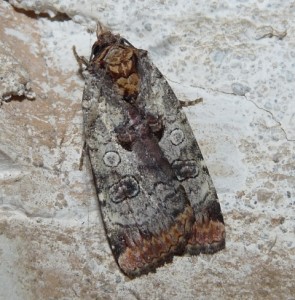 identificeren 06092010.jpg