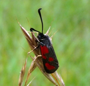 Zygaena sarpedon Aarts Tineke 46 16062010 a confirmer.jpg