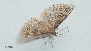 resized_P1060154.jpg