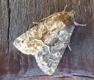 identification Aarts Tineke Catus 46 15092010.jpg