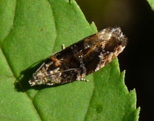 determineren 08072010.JPG