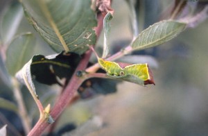 Furcula_bicuspis_Le_Mao_Patrick_-_Narse_d_Espinasse_63_-_24071992 (Custom).jpg