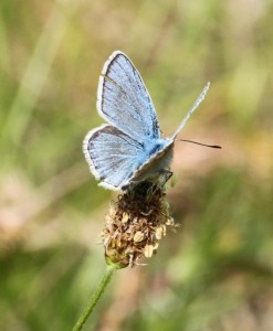 Liste 3160 Polyommatus dorylas Soulère Jean-Pierre Sournia 66 25052010.jpg