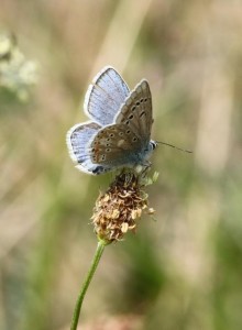 Liste 3161 Polyommatus dorylas 2 Soulère Jean-Pierre Sournia 66 25052010.jpg