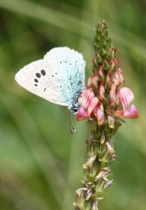 Liste 3162 Glaucopsyche melanops Soulère Jean-Pierre Sournia 66 25052010.jpg