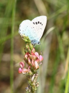 Liste 3163 Glaucopsyche melanops 2 Soulère Jean-Pierre Sournia 66 25052010.jpg