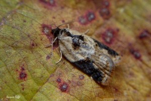 Acleris comariana Riffé Jacques Saint-Maurice des Noues 85 29102010.jpg