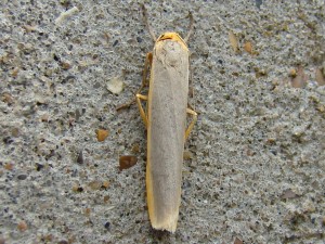 Eilema complana.JPG