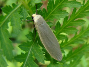 Eilema lurideola (lithosie plombée)-2.JPG