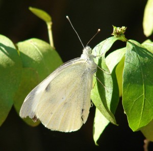 piéride du chou.JPG